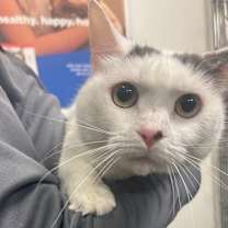 Thumbnail photo of Paisley #2