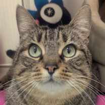 Thumbnail photo of Adele #2