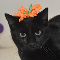 Thumbnail photo of Flossie #1