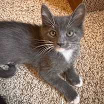 Thumbnail photo of Pugsley #4