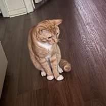 Thumbnail photo of Simba #3