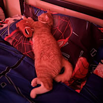 Thumbnail photo of Simba #4