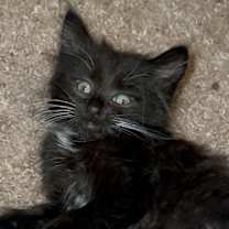 Thumbnail photo of Stormy #1