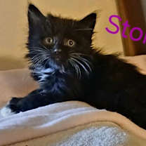 Thumbnail photo of Stormy #2