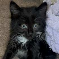 Thumbnail photo of Stormy #3