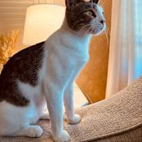 Thumbnail photo of Juniper #1