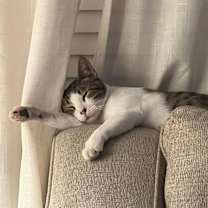 Thumbnail photo of Juniper #3