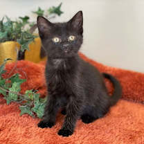 Thumbnail photo of Raven #1