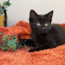 Thumbnail photo of Raven #2