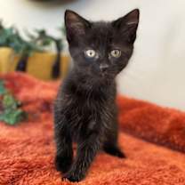 Thumbnail photo of Raven #3