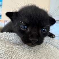 Thumbnail photo of Rocky #1