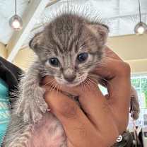 Thumbnail photo of Stonie #1