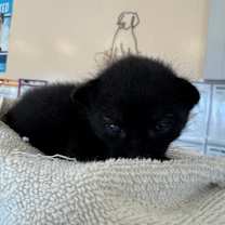 Thumbnail photo of Rocky #2