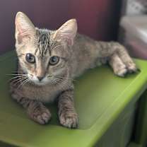 Thumbnail photo of Waffles #1