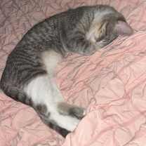 Thumbnail photo of Loki #1