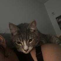 Thumbnail photo of Loki #2