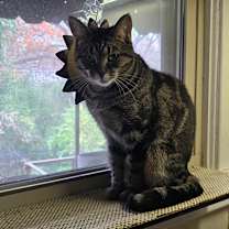 Thumbnail photo of Lucy #4