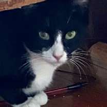 Thumbnail photo of Ruby #2