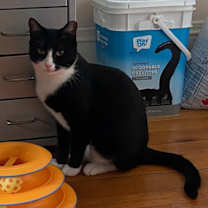 Thumbnail photo of Ruby #4