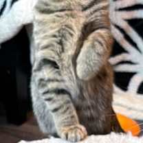 Thumbnail photo of KITTEN JADE #2