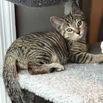 Thumbnail photo of KITTEN JADE #4