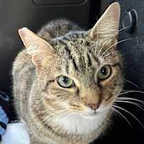 Thumbnail photo of MAVERICK #1