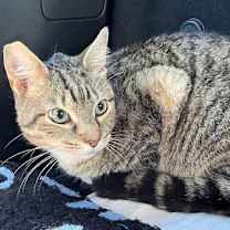 Thumbnail photo of MAVERICK #2