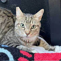 Thumbnail photo of MAVERICK #3