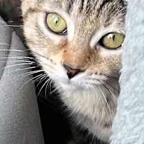 Thumbnail photo of KITTEN JADE #3