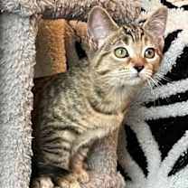 Thumbnail photo of KITTEN JADE #1