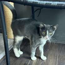 Thumbnail photo of Asteroid #3