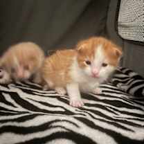 Thumbnail photo of Badger #2