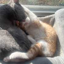 Thumbnail photo of Badger #3