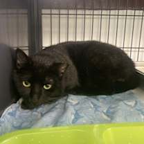 Thumbnail photo of YAYAYAH #1