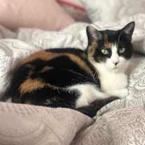 Thumbnail photo of Juliet #2