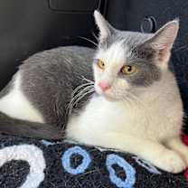 Thumbnail photo of FEISTY FRED #1