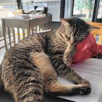 Thumbnail photo of Martel #1