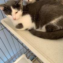 Thumbnail photo of Sawyer #2