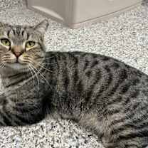 Thumbnail photo of Rumpy #1