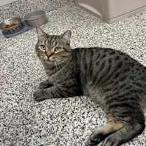 Thumbnail photo of Rumpy #3