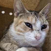 Thumbnail photo of Colette #1