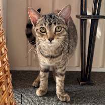 Thumbnail photo of Tiger #1