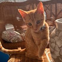 Thumbnail photo of Sonny #2