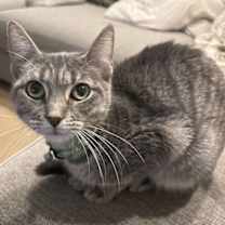 Thumbnail photo of Belovedth Tessa #4