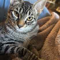 Thumbnail photo of Churro Bonded w/ Strudel #1