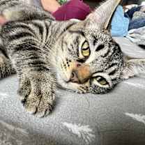 Thumbnail photo of Churro Bonded w/ Strudel #2