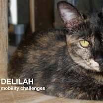 Thumbnail photo of Delilah #1