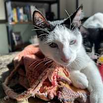 Thumbnail photo of Strudel Bonded w/Churro #2