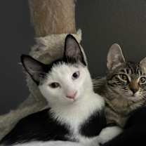 Thumbnail photo of Strudel Bonded w/Churro #3