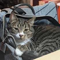 Thumbnail photo of Precious #2